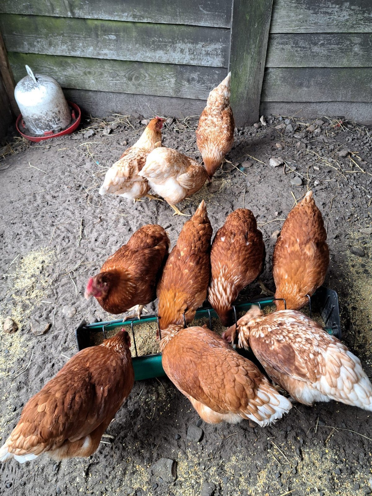 10 leg kippen, Vrouwelijk, Kip