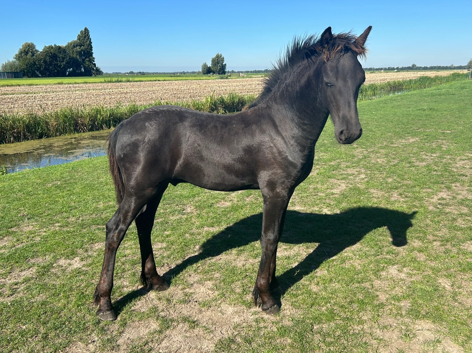 Modern Fries hengstveulen, Dieren en Toebehoren, Minder dan 160 cm, Met stamboom, Niet van toepassing, Dressuurpaard