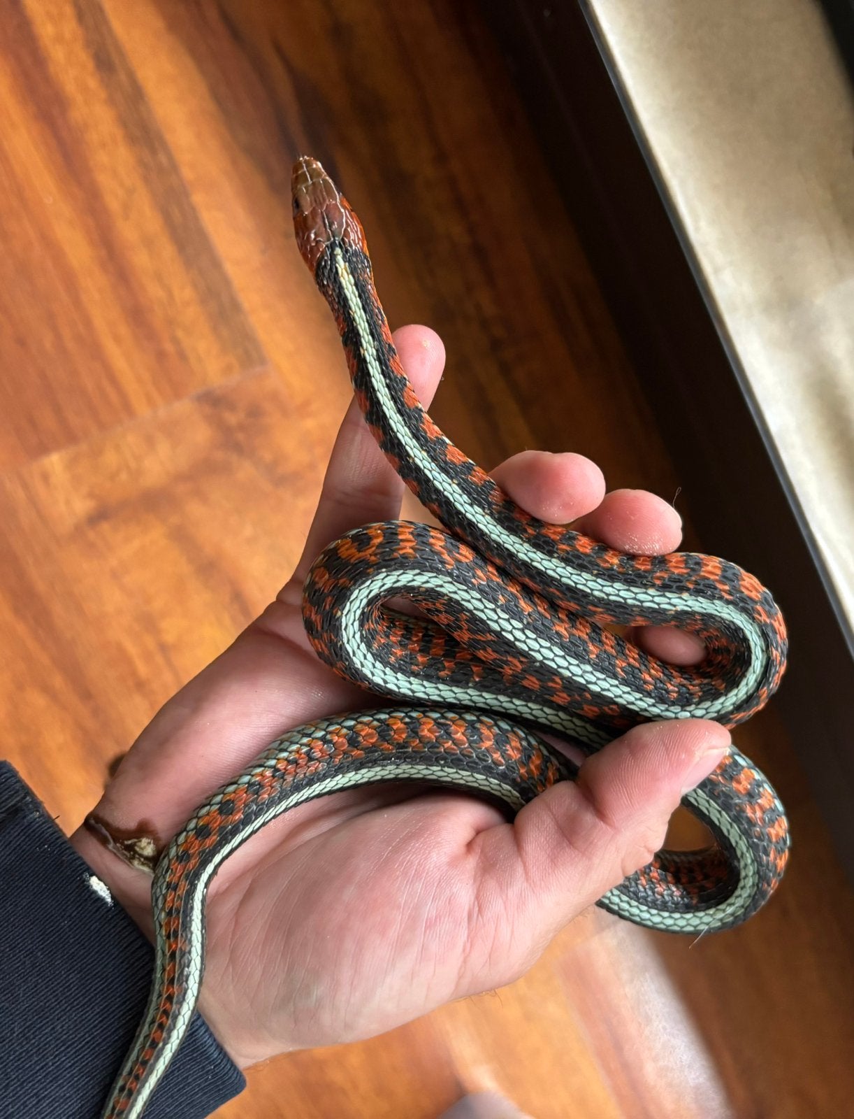 Zoeken Thamnophis s. infernalis tetrataenia concinnus flame, Dieren en Toebehoren, Slang, 0 tot 2 jaar