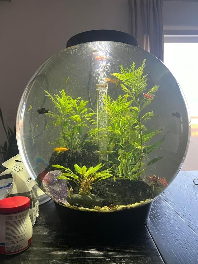 Ronde aquarium te koop, Dieren en Toebehoren, Vissen | Aquaria en Toebehoren, Ophalen of Verzenden, Zo goed als nieuw, Leeg aquarium