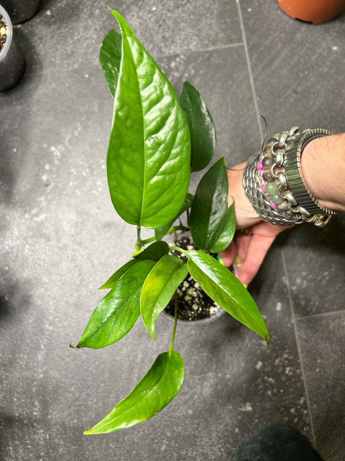 Epipremnum pinnatum green form - Klimplant, Ophalen of Verzenden, Halfschaduw, Minder dan 100 cm