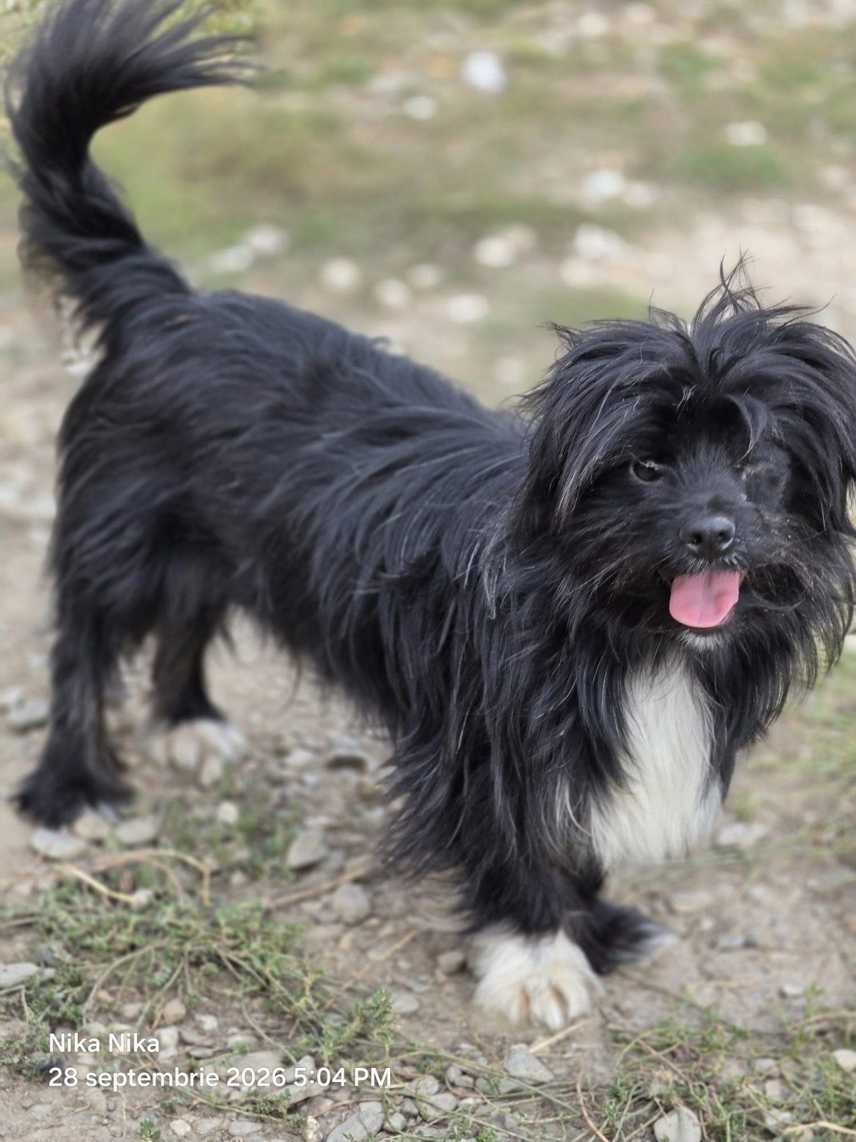 Toby met 1 oogje zoekt baasje, 1 tot 2 jaar, Buitenland, Eén hond, Klein