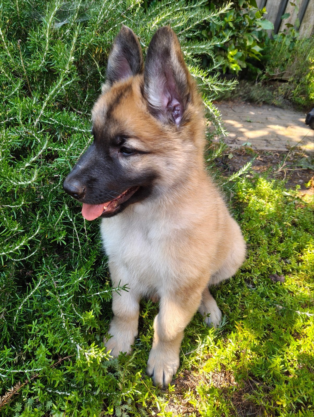F1 Witte Herder Outcross Puppy Reutje 8 weken, Parvo, 8 tot 15 weken, Meerdere dieren, Eén hond