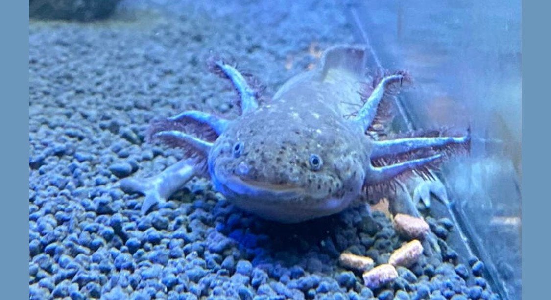 Jewel Aqurium met externe pomp en axoltols, Dieren en Toebehoren, Vissen | Aquaria en Toebehoren, Ophalen, Gevuld zoetwateraquarium