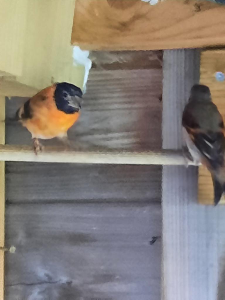 Kapoetsensijs, Dieren en Toebehoren, Vogels | Overige Vogels, Meerdere dieren, Geringd