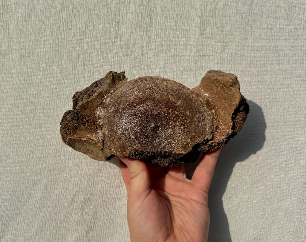 Borstwervel Mammoet Fossiel Zandmotor, Verzamelen, Mineralen en Fossielen, Ophalen of Verzenden, Fossiel