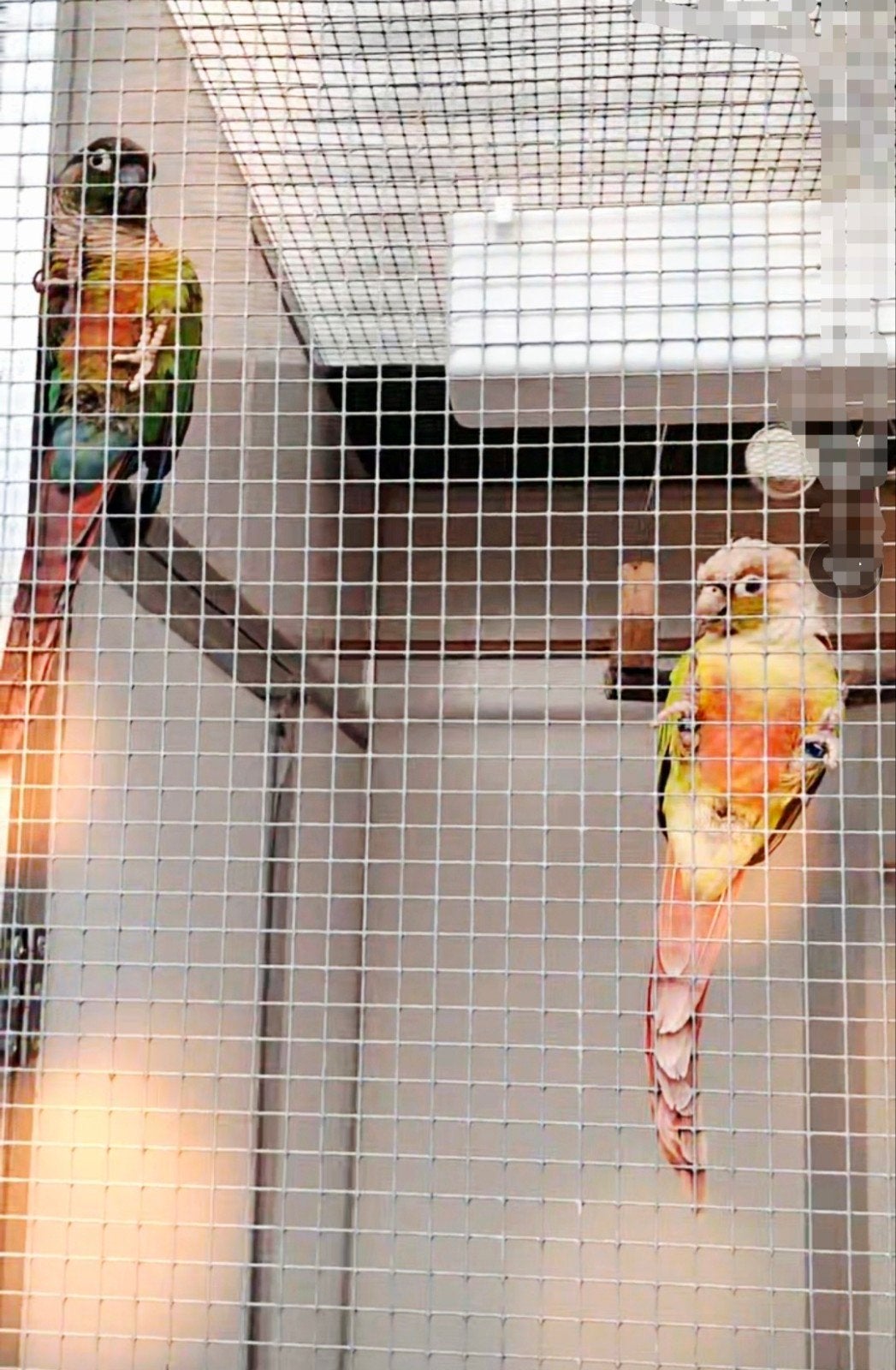 2 pyrrhura Tekoop., Meerdere dieren, Parkiet, Geringd