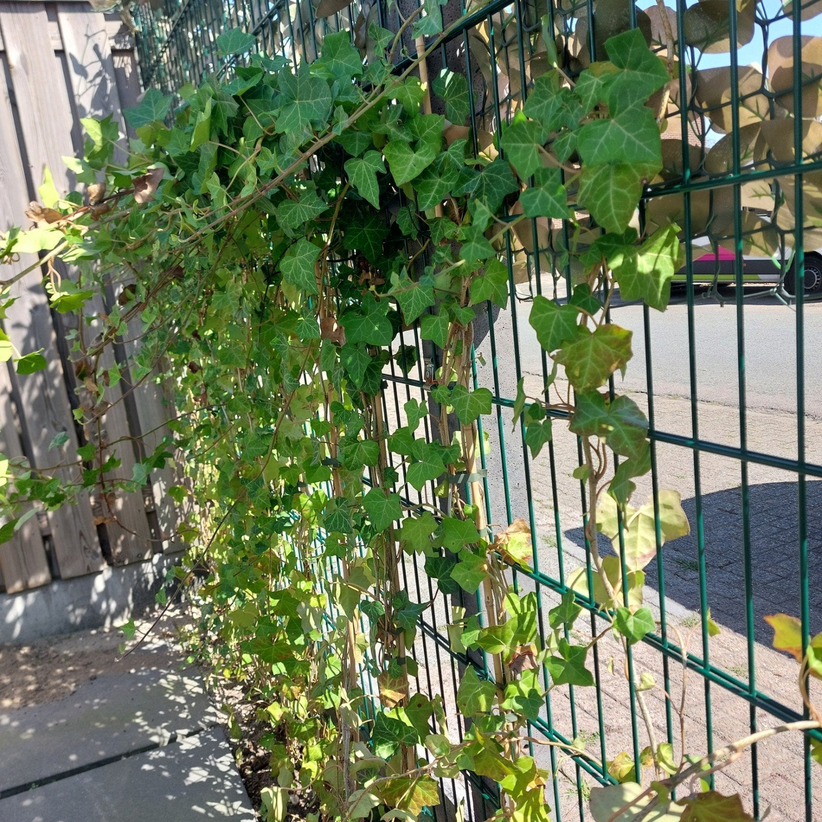 Hedera (klimop) - 1.75m-2m hoog, inclusief bamboestokken, Tuin en Terras, Ophalen, Bloeit niet, Klimplanten, Halfschaduw