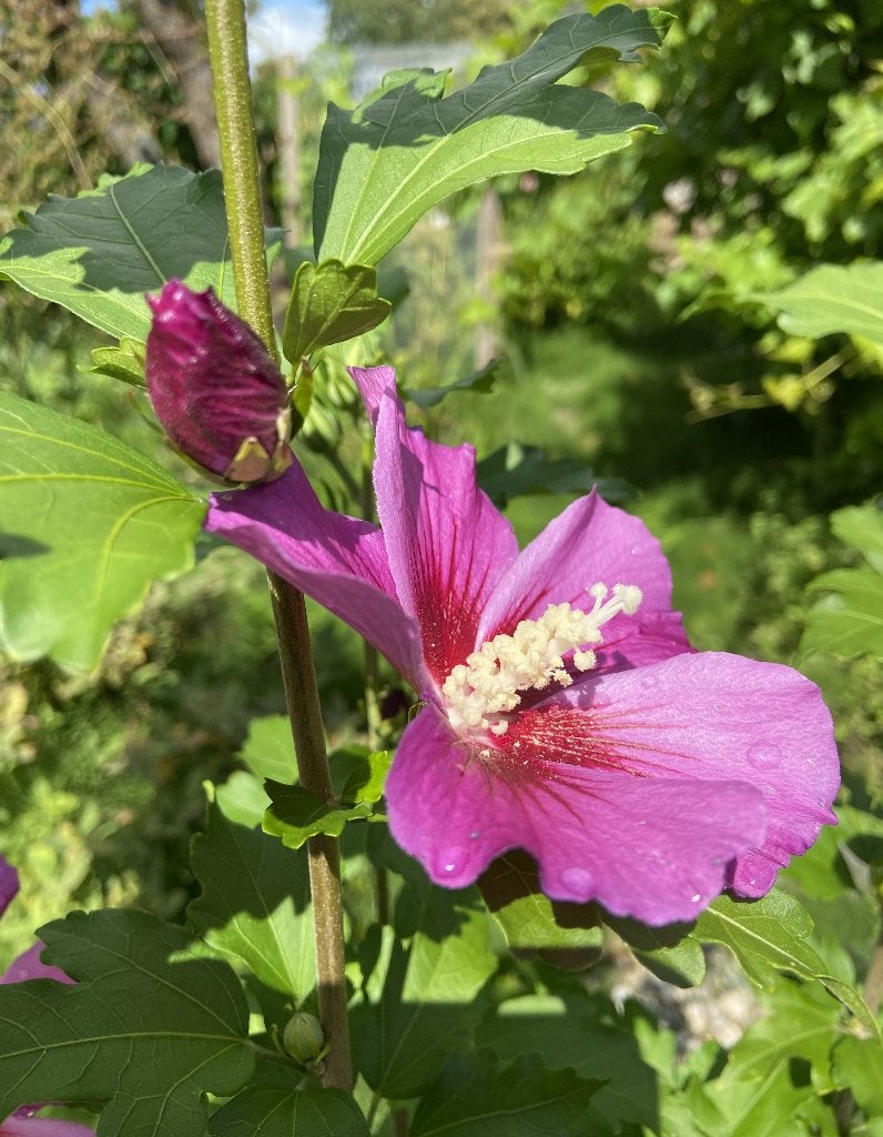 Foto 6 van Hibiscus syriacus 'Russian Violet', Bio