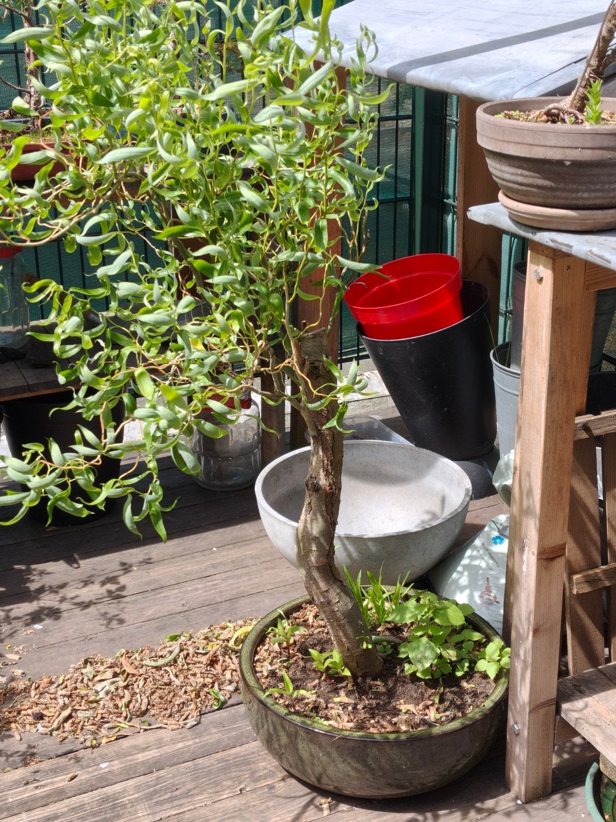 Chinese kronkelwilg bonsai starter, pre bonsai, Bloeit niet, Halfschaduw, Overige soorten, Minder dan 100 cm
