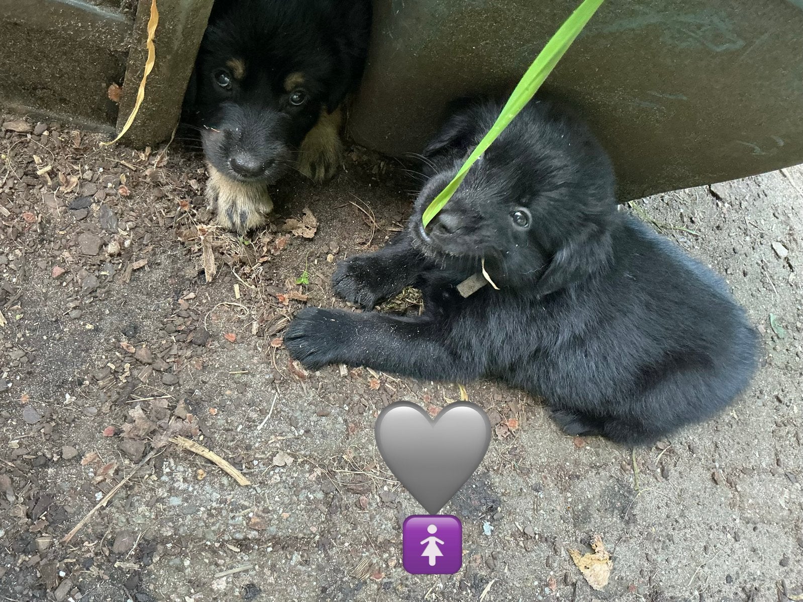 Eurasier herder x Golden Retriever puppies, 8 tot 15 weken, Meerdere, Meerdere dieren, Nederland
