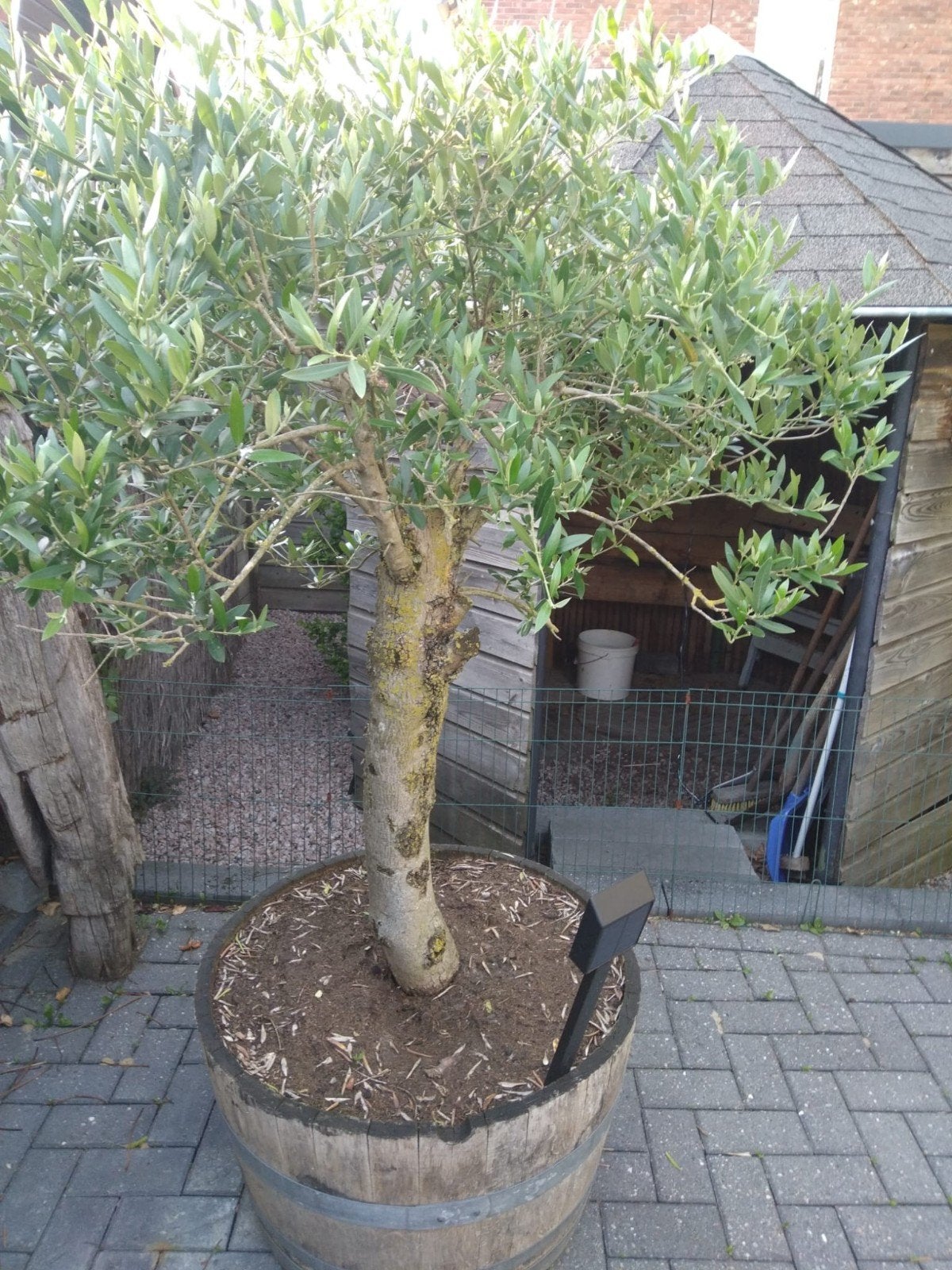 Olijfbomen, Bloeit niet, 100 tot 250 cm, Olijfboom, Ophalen