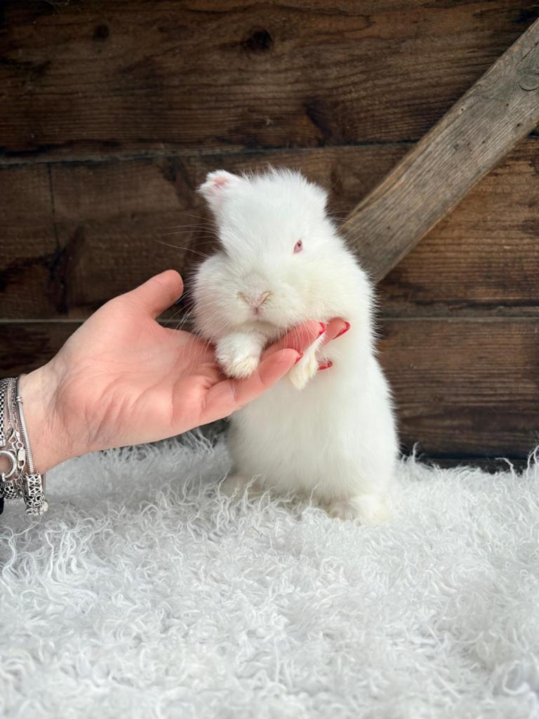 Minilop ram, Dieren en Toebehoren, Mannelijk, Klein, Hangoor, 0 tot 2 jaar