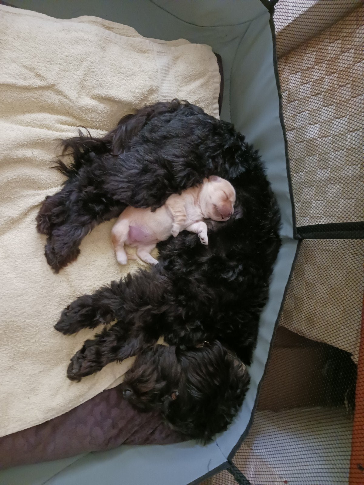 Maltipoo pup (Boompoo), Dieren en Toebehoren, Honden | Chihuahua's en Gezelschapshonden, Parvo, Overige rassen, 8 tot 15 weken