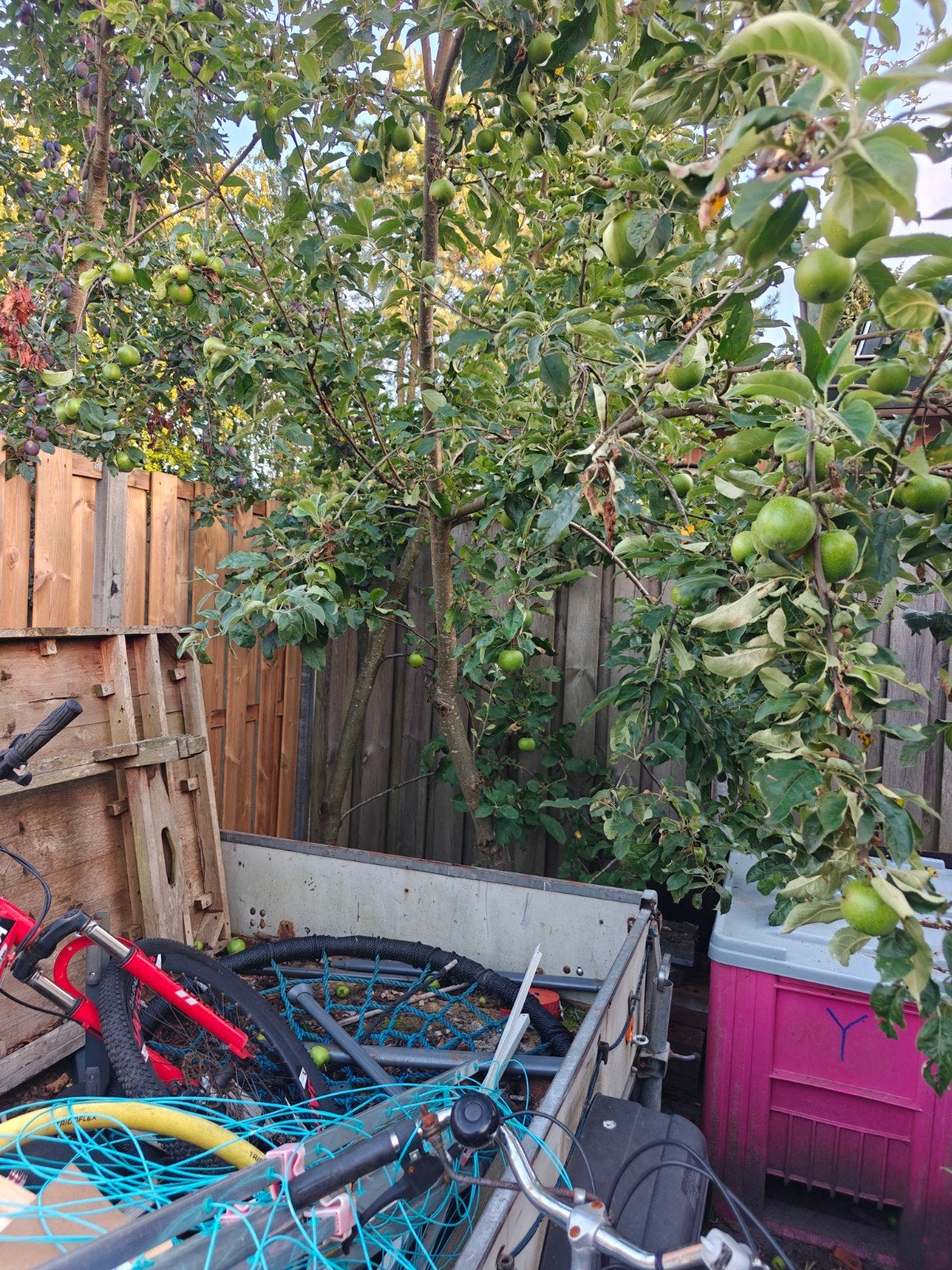 Appelbomen te koop - Zelf ophalen, Ophalen