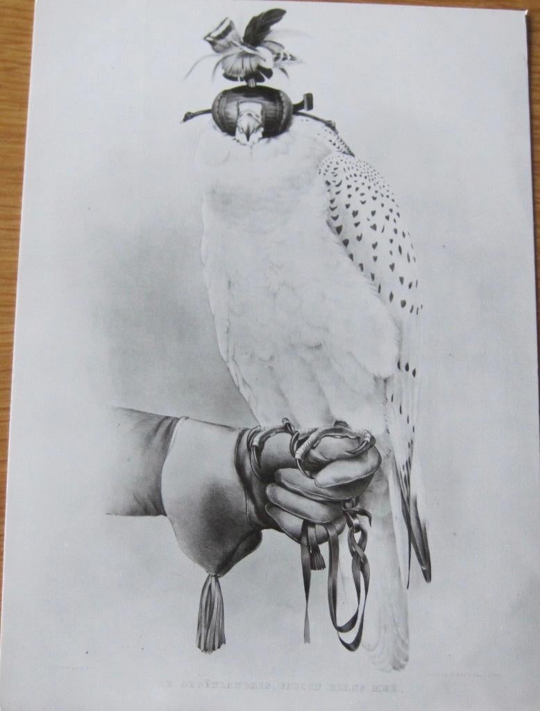 Echte foto van een geervalk - nieuw, Verzamelen, Verzenden, 1980 tot heden, Ongelopen, Vogel