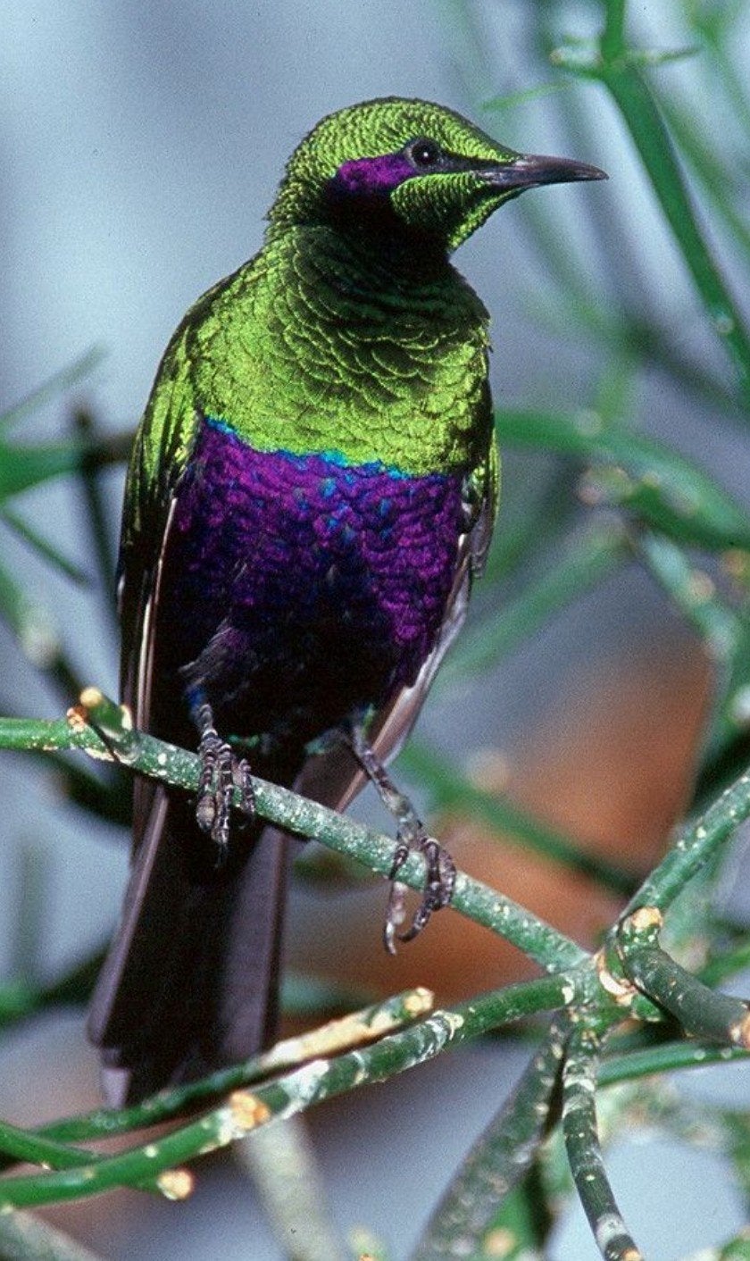 emeraldspreeuw, Dieren en Toebehoren, Meerdere dieren
