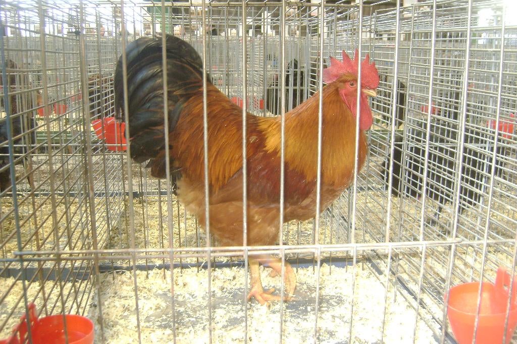Broedeieren New Hampshire, Dieren en Toebehoren, Pluimvee, Kip, Geslacht onbekend
