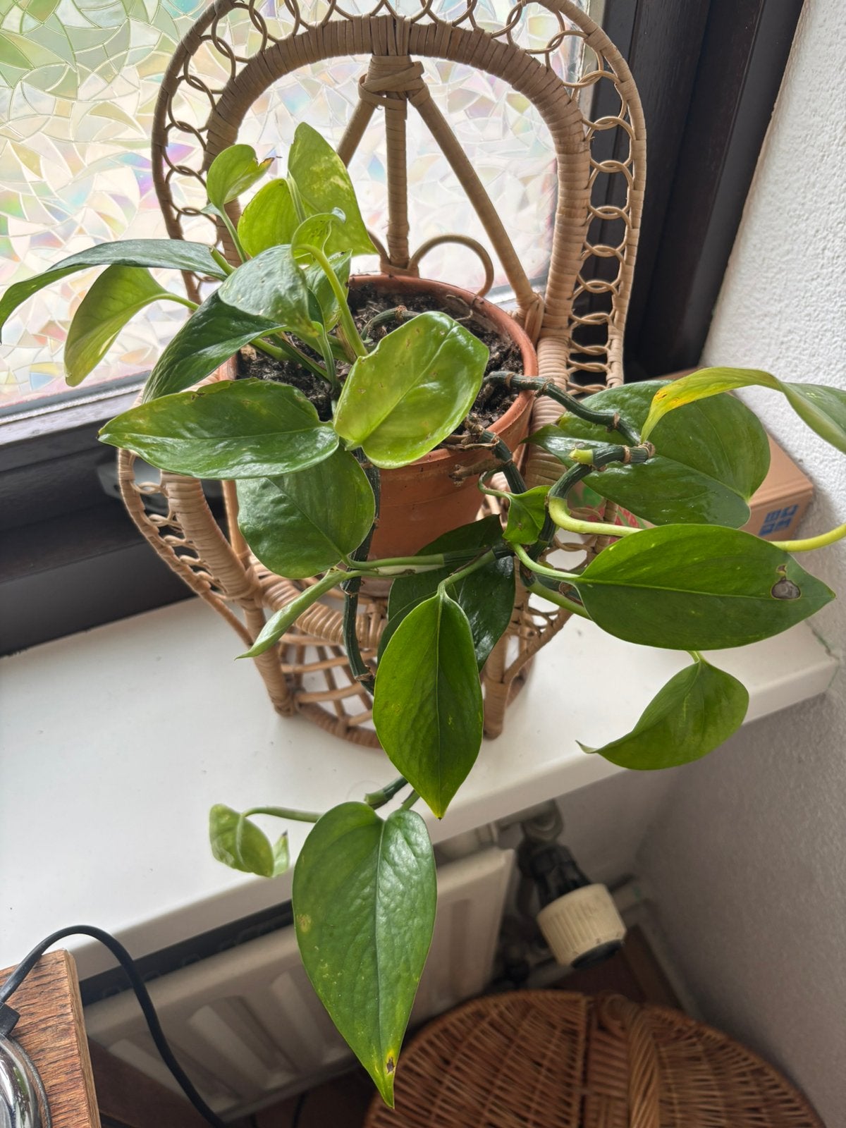 Pothos, Huis en Inrichting, Kamerplanten, Ophalen, Halfschaduw, Minder dan 100 cm