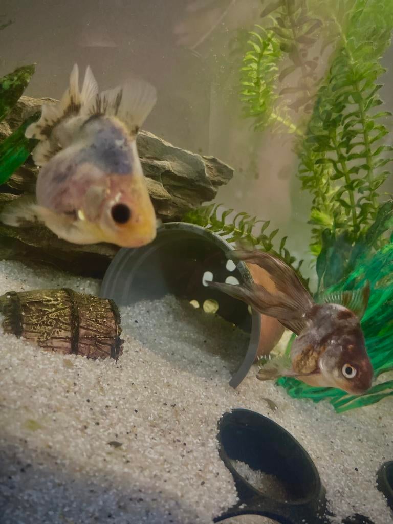 Vis aquarium + 4 vissen + decoratie + zuurstofpomp, Dieren en Toebehoren, Vis