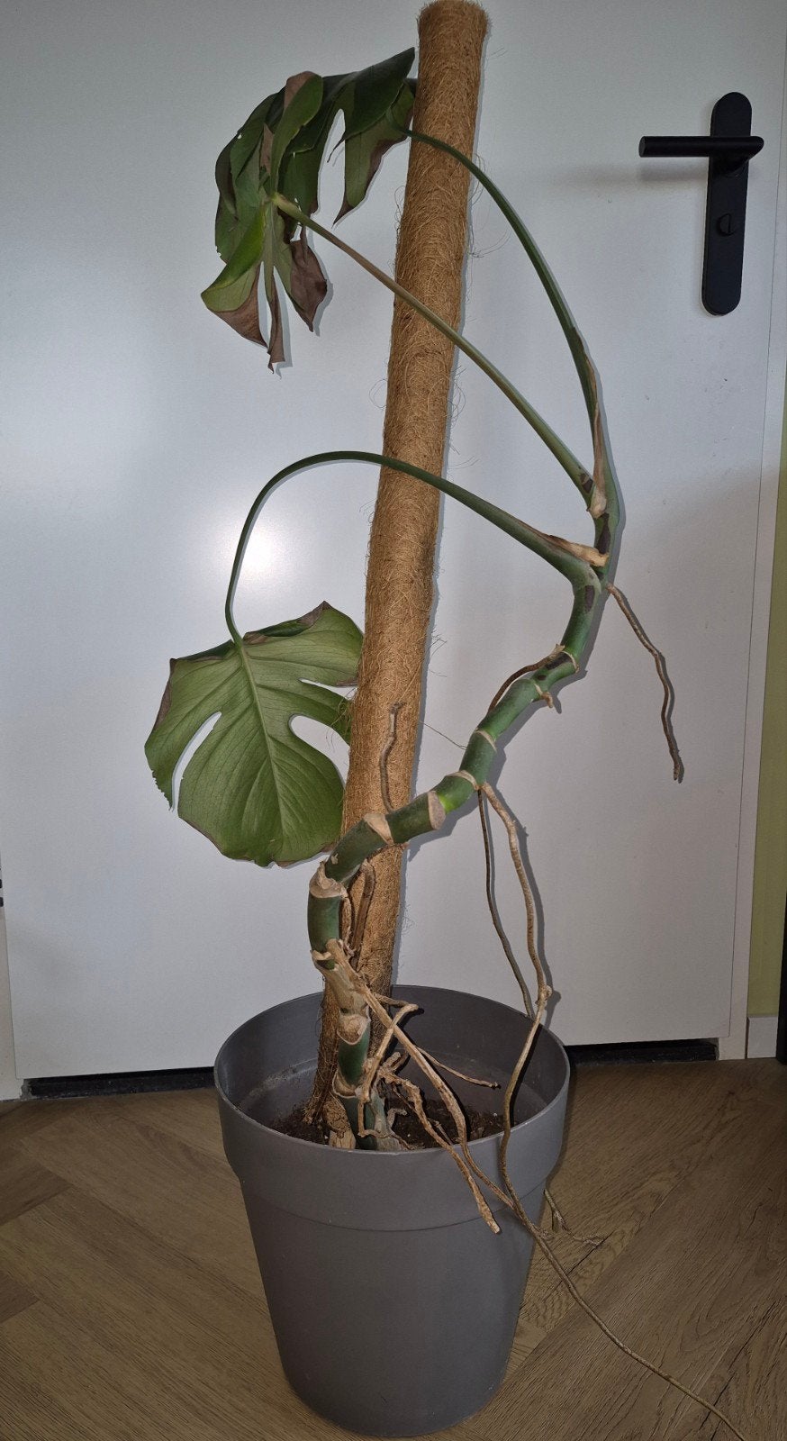 Monstera met mosstok - Grote kamerplant, Vaste plant, Bloeit niet, Halfschaduw, Ophalen