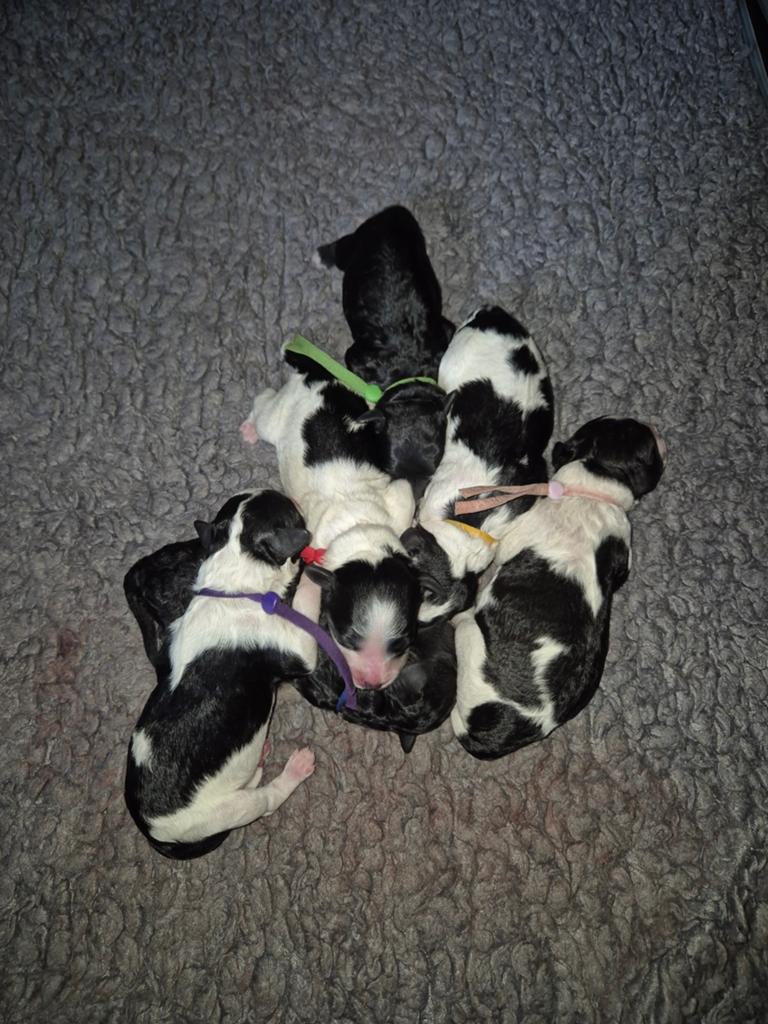Cockapoo f1b puppy's, Dieren en Toebehoren, Honden | Niet-rashonden, 8 tot 15 weken, Parvo, Meerdere, Meerdere dieren