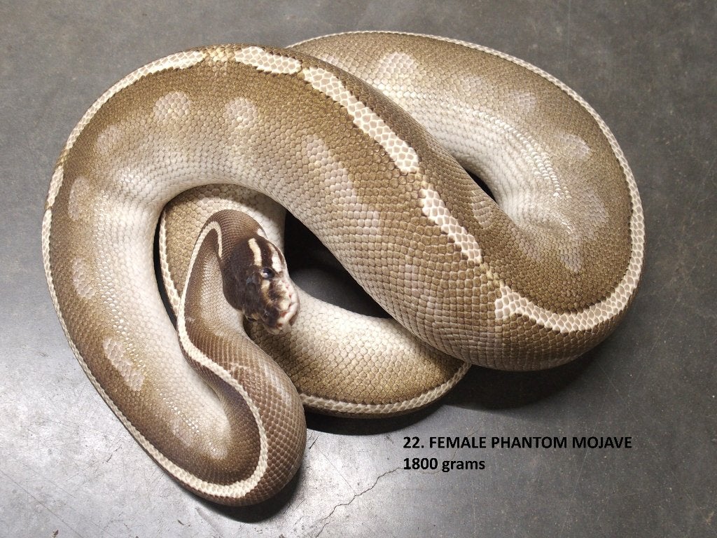 Koningspythons halwas en volwassen kweekdieren deel 1 Ball Python photo 22