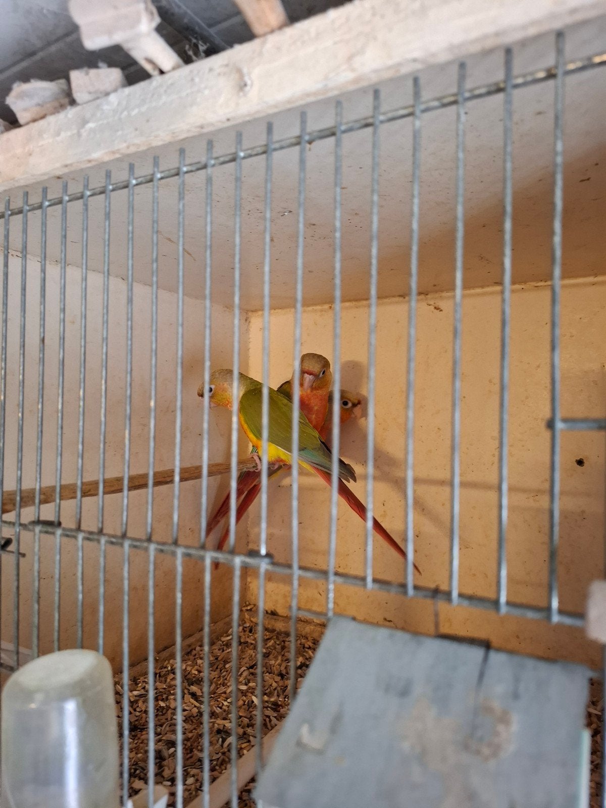 Pyrrhura molinea pineapple, Dieren en Toebehoren, Geslacht onbekend, Parkiet, Geringd
