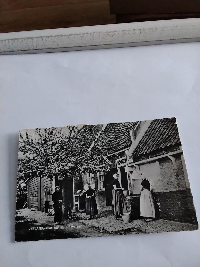 ZEELAND. BLOEIEND ZUID BEVELAND. 1962, Ophalen of Verzenden, 1960 tot 1980, Zeeland