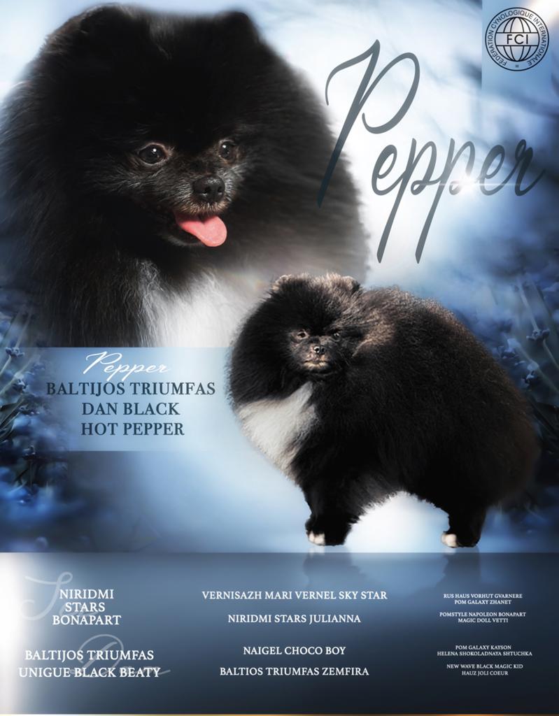 Ervaren pomeriaan dekreu te koop met NL FCI stamboom, Keeshond, Reu, Parvo, Eén hond