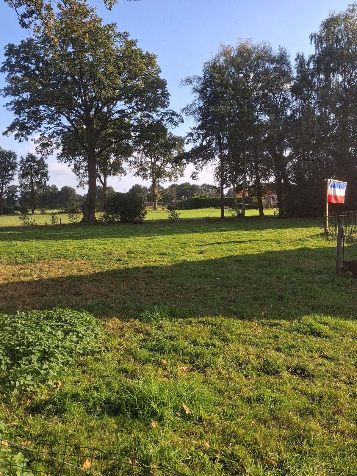 Opzoek naar weide voor onze schapen., Vrouwelijk, Schaap, 0 tot 2 jaar