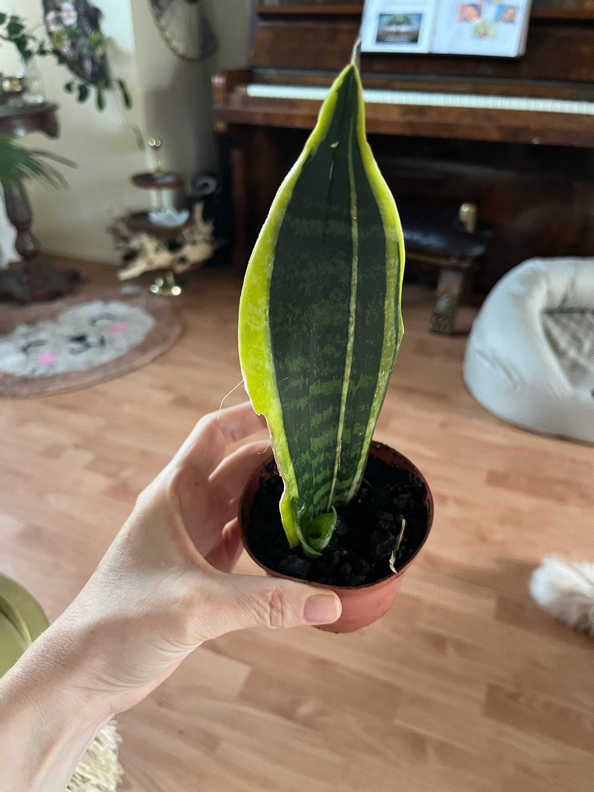 Sansevieria (Vrouwentong) stekje, Vaste plant, Bloeit niet, Halfschaduw, Ophalen