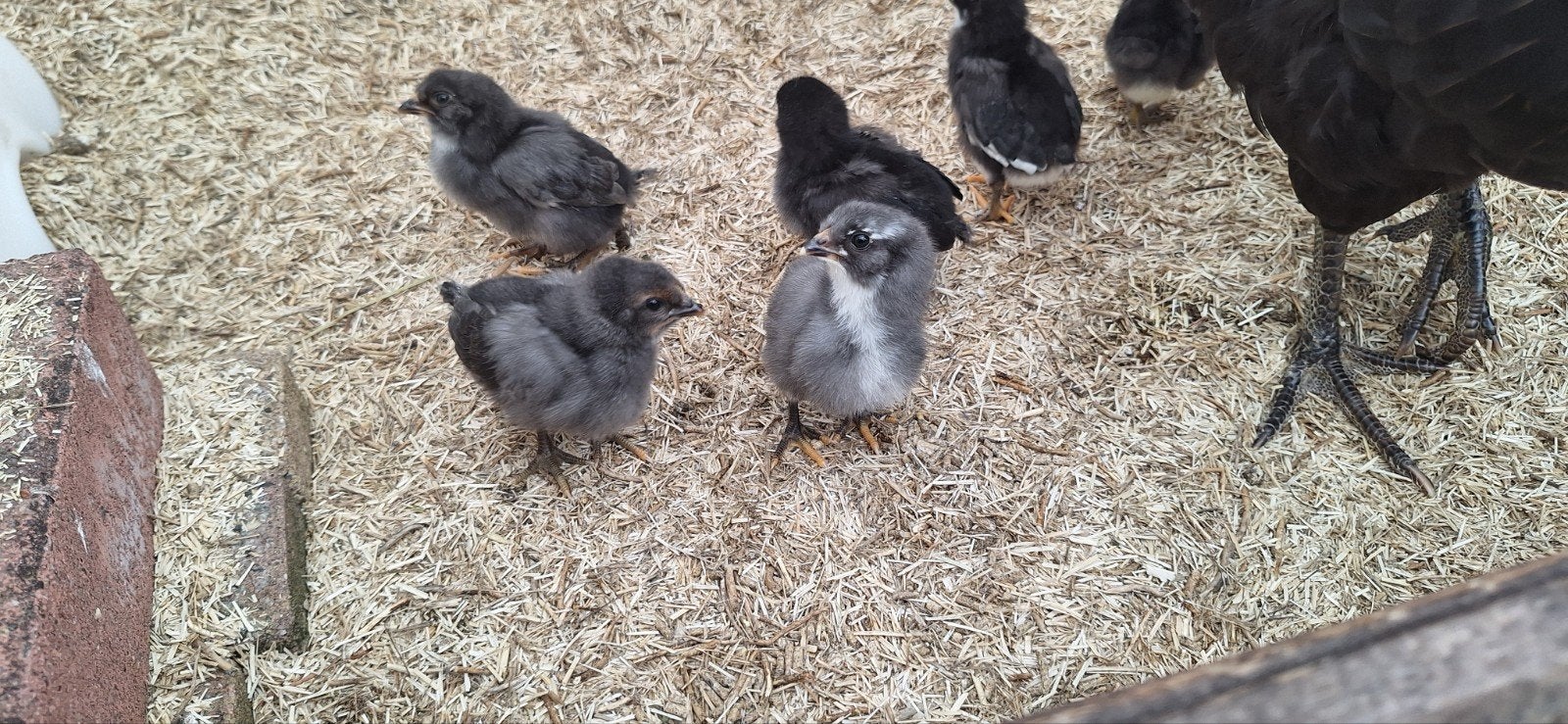 Natuurbroed eastereggers / groenlegger kuikens (ongesext), Dieren en Toebehoren, Kip