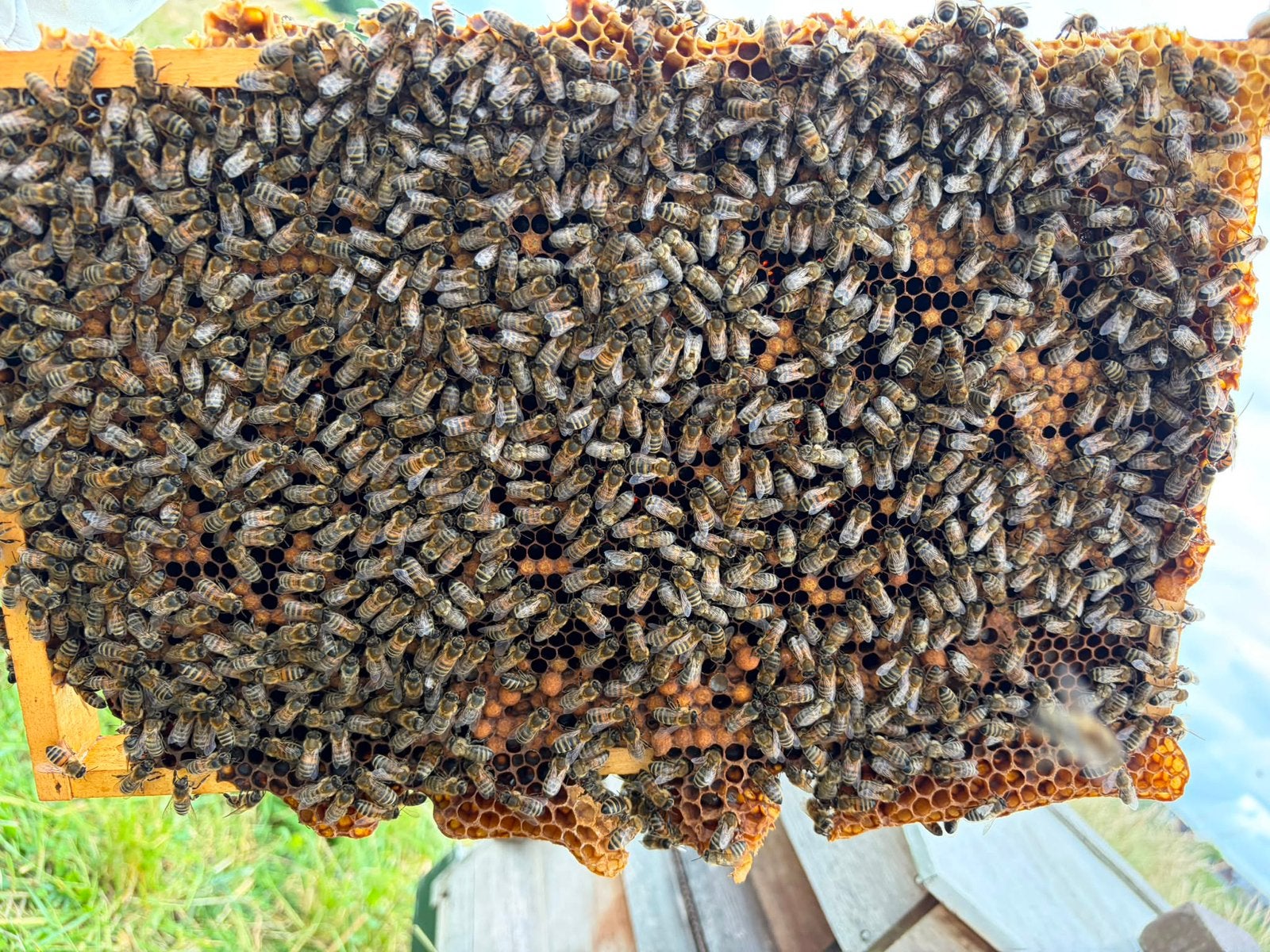 Carnica bijenvolk inclusief volledige spaarkast, Ophalen, Zo goed als nieuw, Split