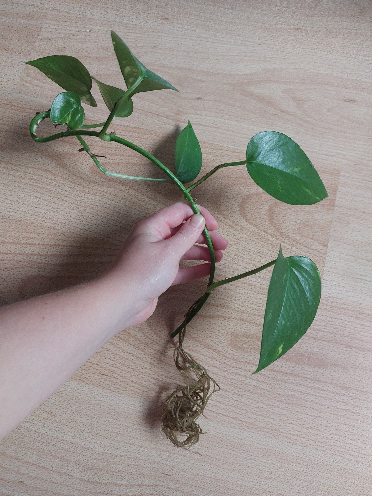 Pothos stek, Ophalen, Halfschaduw, Minder dan 100 cm