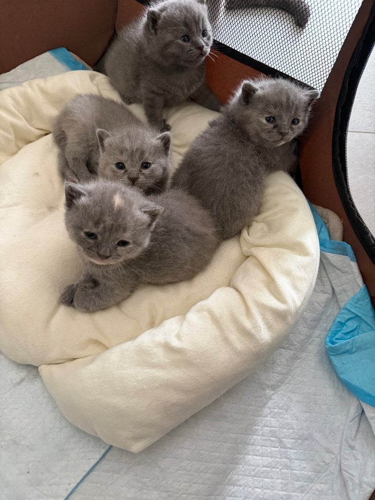 Britse Bonfacia Stamboom kittens te koop, Dieren en Toebehoren, Kater, Ontwormd