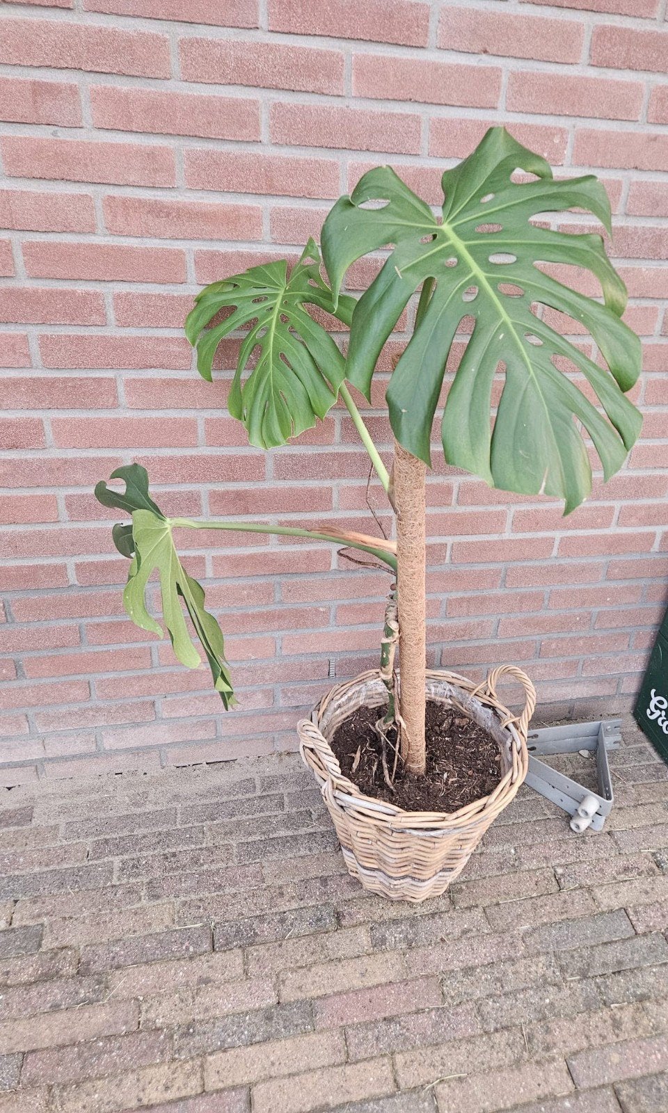 Monstrea gaten plant kamerplant voor binnen, Huis en Inrichting, Kamerplanten, Ophalen of Verzenden, Halfschaduw, Minder dan 100 cm