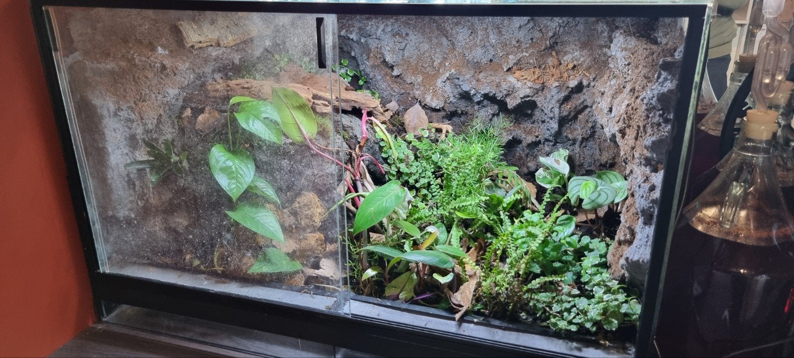 paludarium of terrarium 80x50x50, Dieren en Toebehoren, Ophalen, Gebruikt, Terrarium of Paludarium
