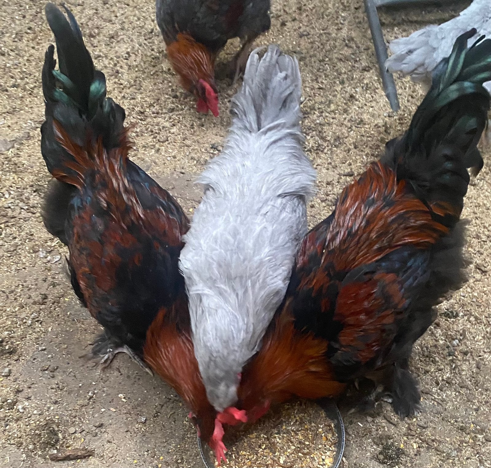 Haan kleurlegger., Dieren en Toebehoren, Pluimvee, Mannelijk, Kip