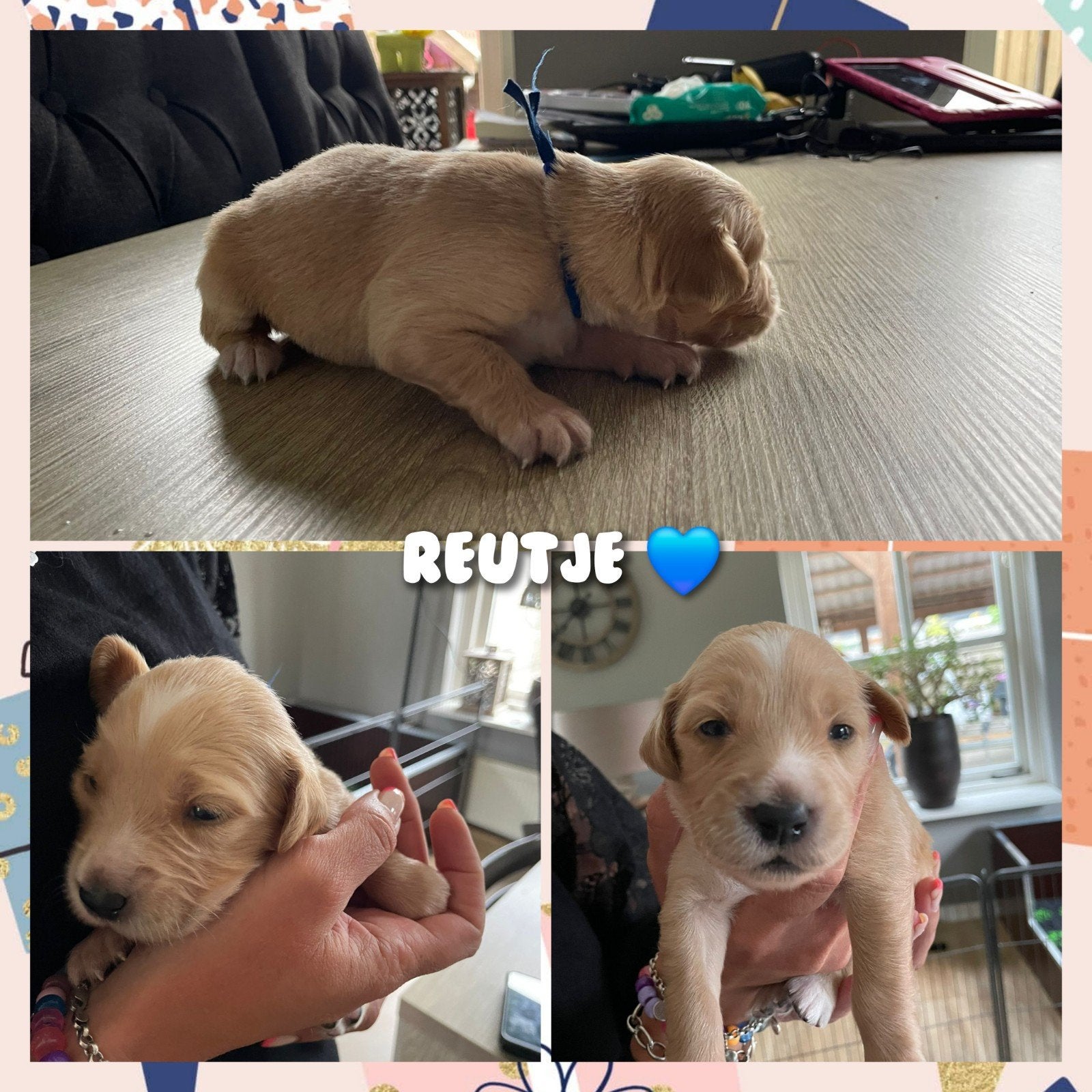Prachtige Cocker Spaniel x Golden Retriever pups te koop, Golden retriever, Parvo, 8 tot 15 weken, Meerdere