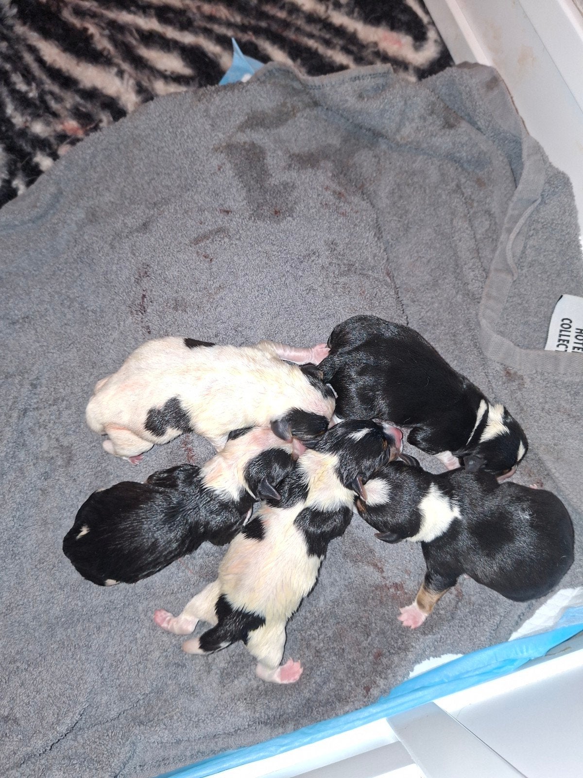 knappe jack russel puppy's, Jack Russell Terriër, 8 tot 15 weken, Meerdere, Meerdere dieren