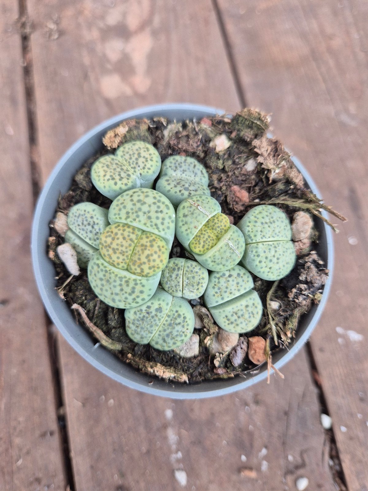 Lithops Gracilidelineata p6,5Lithops Gracilidelineata p6,5, Huis en Inrichting, Ophalen of Verzenden, Halfschaduw, Minder dan 100 cm