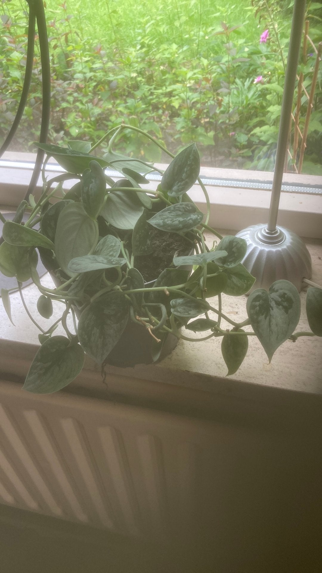 Scindapsus, Huis en Inrichting, Kamerplanten, Ophalen, Halfschaduw, Minder dan 100 cm
