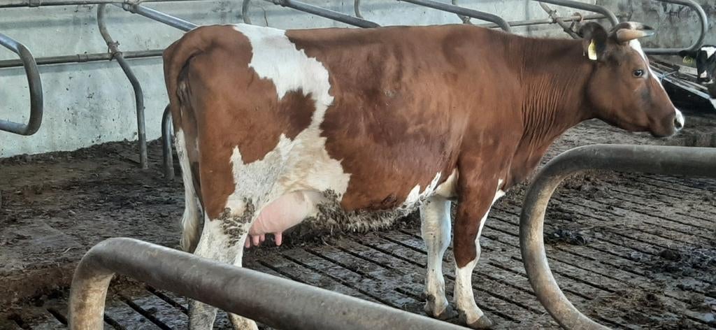 Mooie rode FH vaars met 2 beste stierkalveren., Vrouwelijk