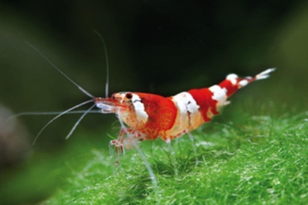 Keurige garnalen, sterke kleuren (eigen import), Dieren en Toebehoren, Vis, Zoetwatervis