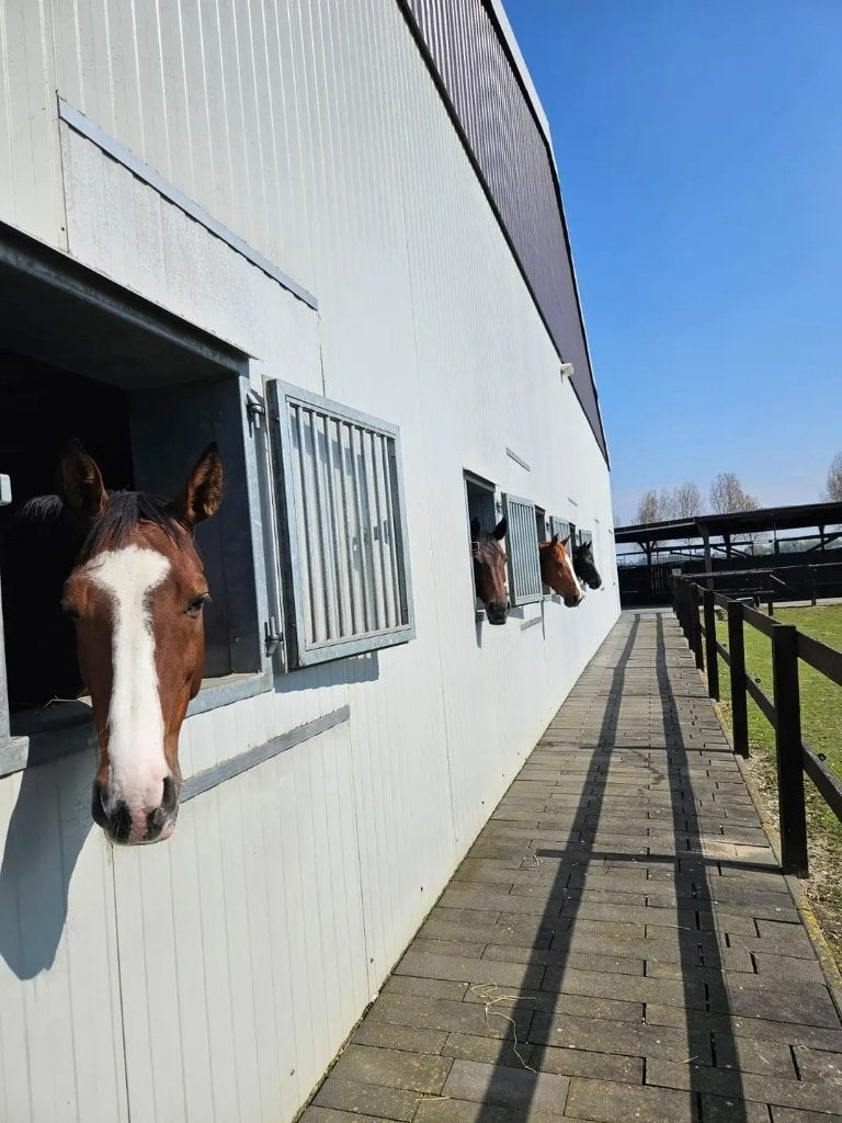 1 box vrij in Nieuw Vennep, Dieren en Toebehoren, Stalling en Weidegang, Weidegang