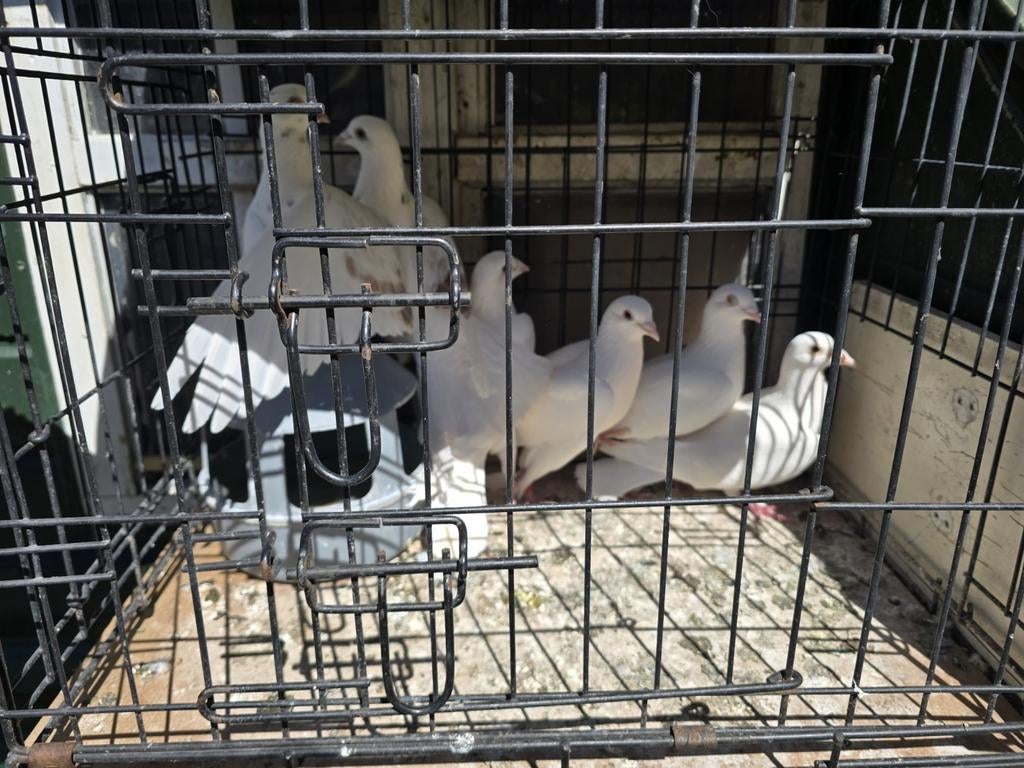 Duiven te koop, 3 keer een koppel!, Meerdere dieren, Overige soorten