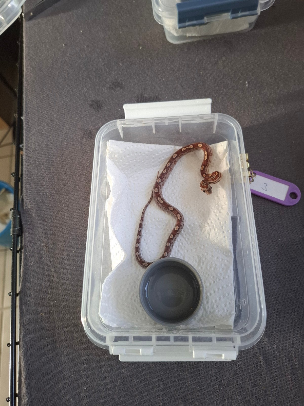 Rode rattenslangen zoeken nieuw thuis Corn Snake photo 3