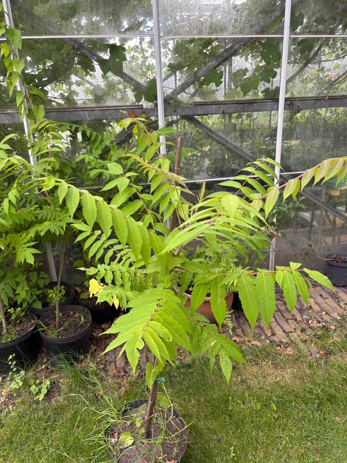 Fluweelbomen, Overige soorten, Zomer, Ophalen, Volle zon