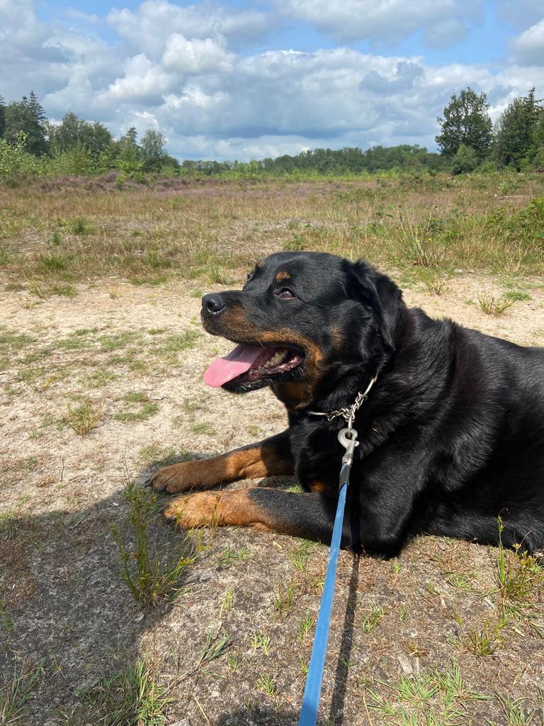 Dieren oppas gezocht, Dieren en Toebehoren, Honden | Niet-rashonden, 6 jaar of ouder, Rabiës (hondsdolheid), Teef, Meerdere